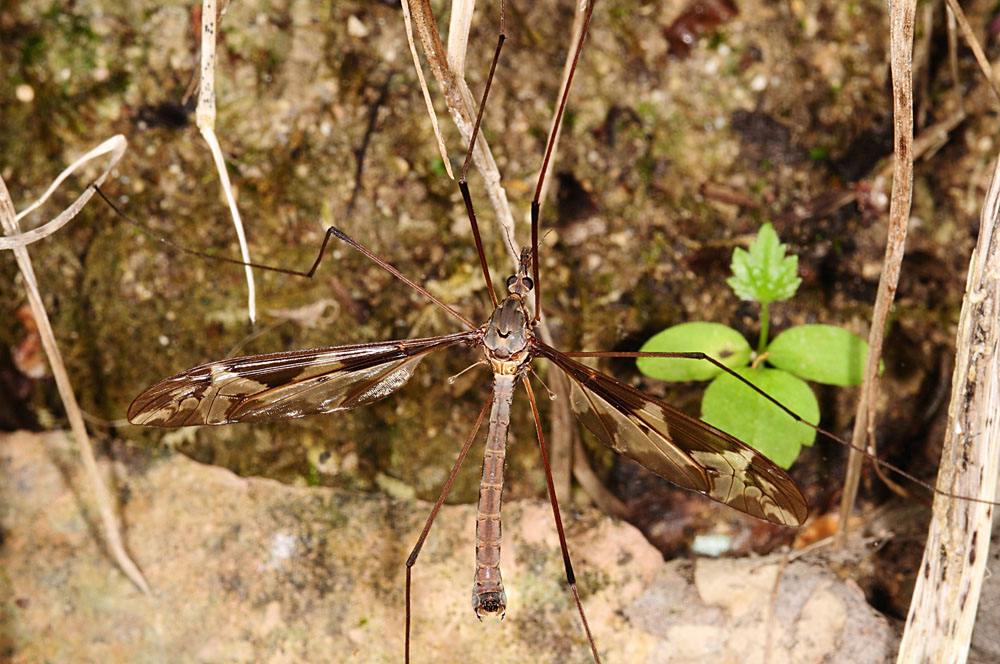 identificazione tipulide